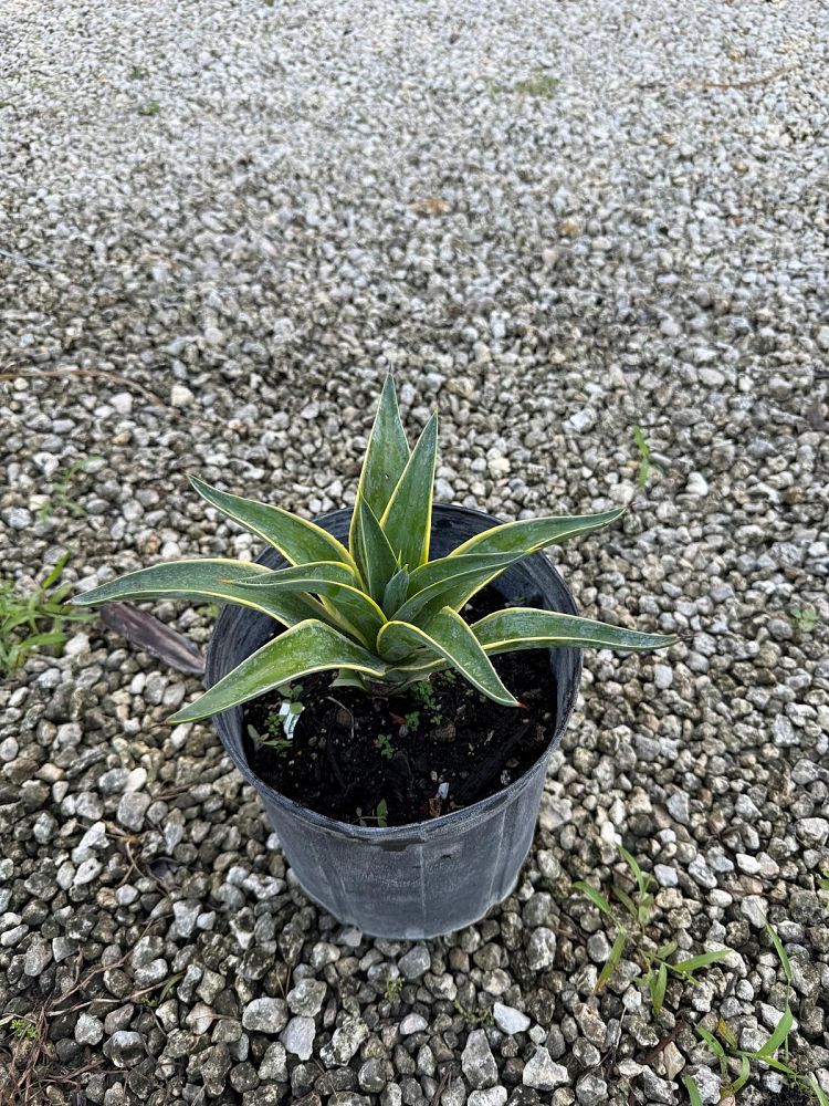 agave-americana-century-plant-yellow-agave-agave-amarillo