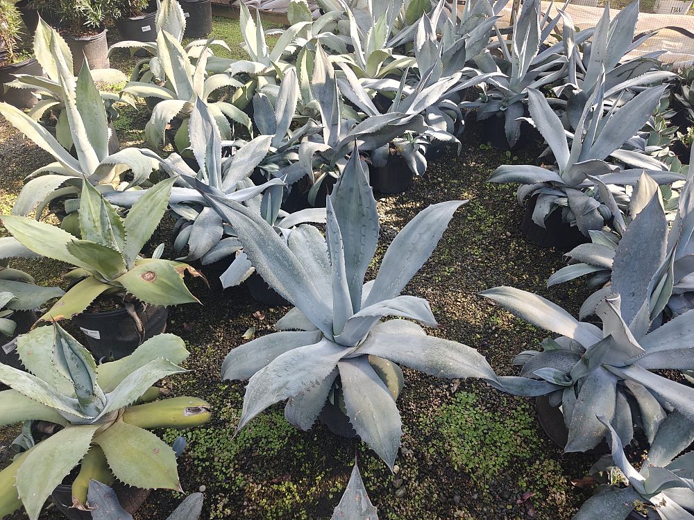 agave-americana-century-plant-yellow-agave-agave-amarillo