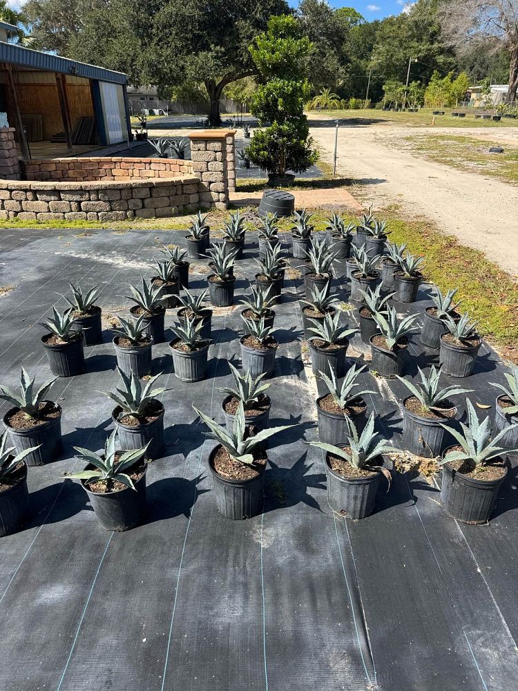 agave-americana-century-plant-yellow-agave-agave-amarillo