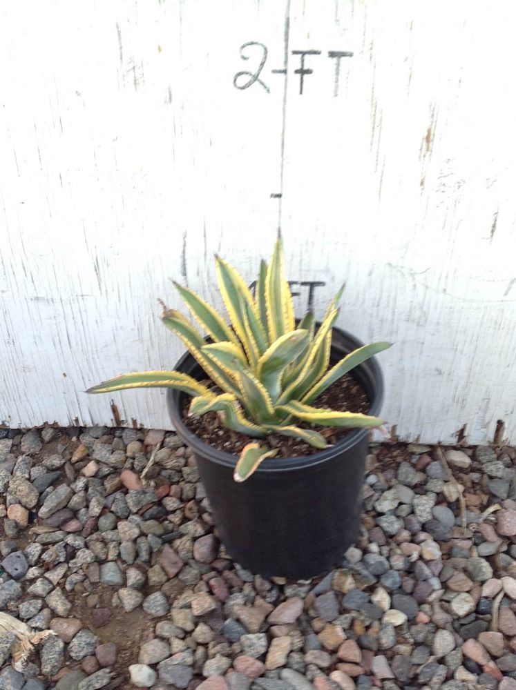 Arizona WholeSale Growers