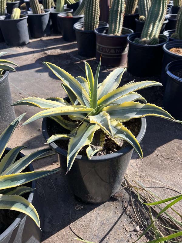 agave-americana-cornelius-dwarf-variegated-century-plant