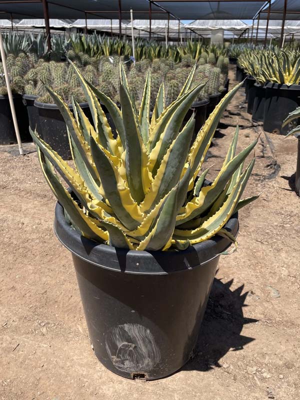 agave-americana-cornelius-dwarf-variegated-century-plant