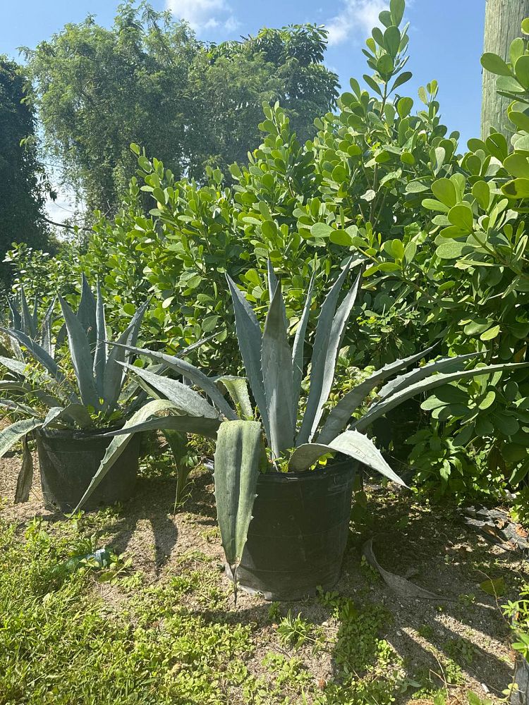 agave-americana-expansa-american-aloe-century-plant-maguey-agave