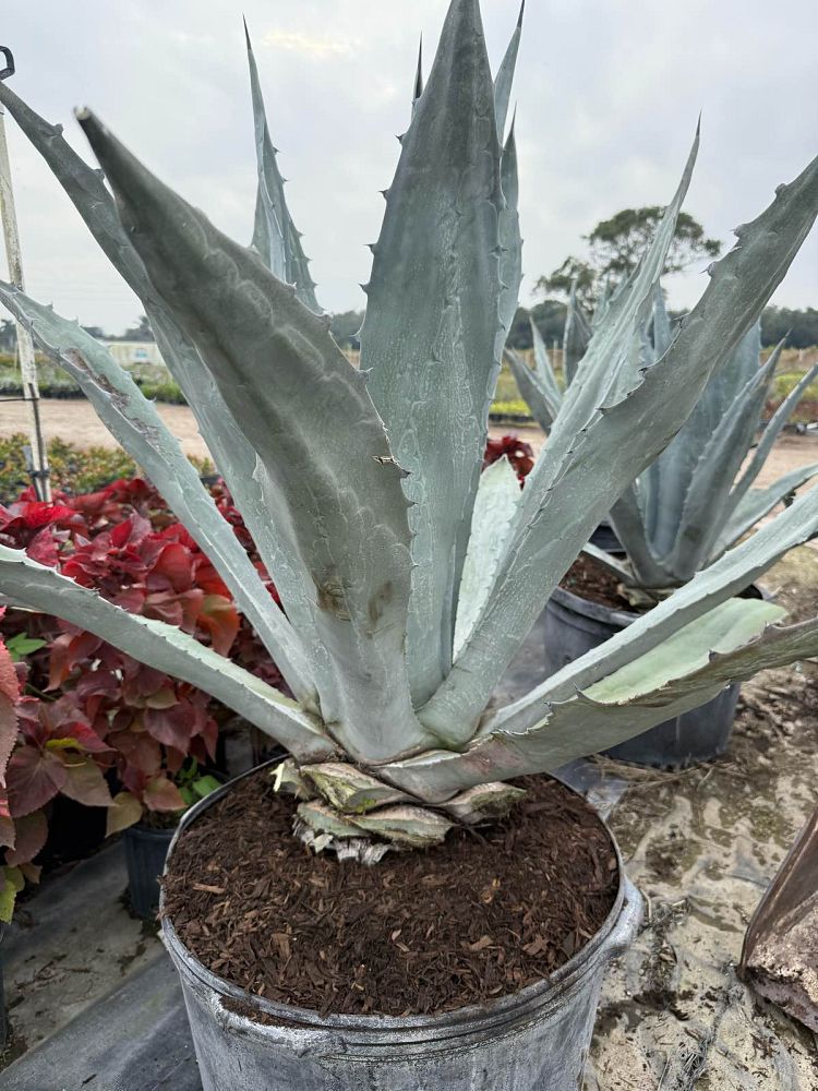 agave-americana-expansa-american-aloe-century-plant-maguey-agave