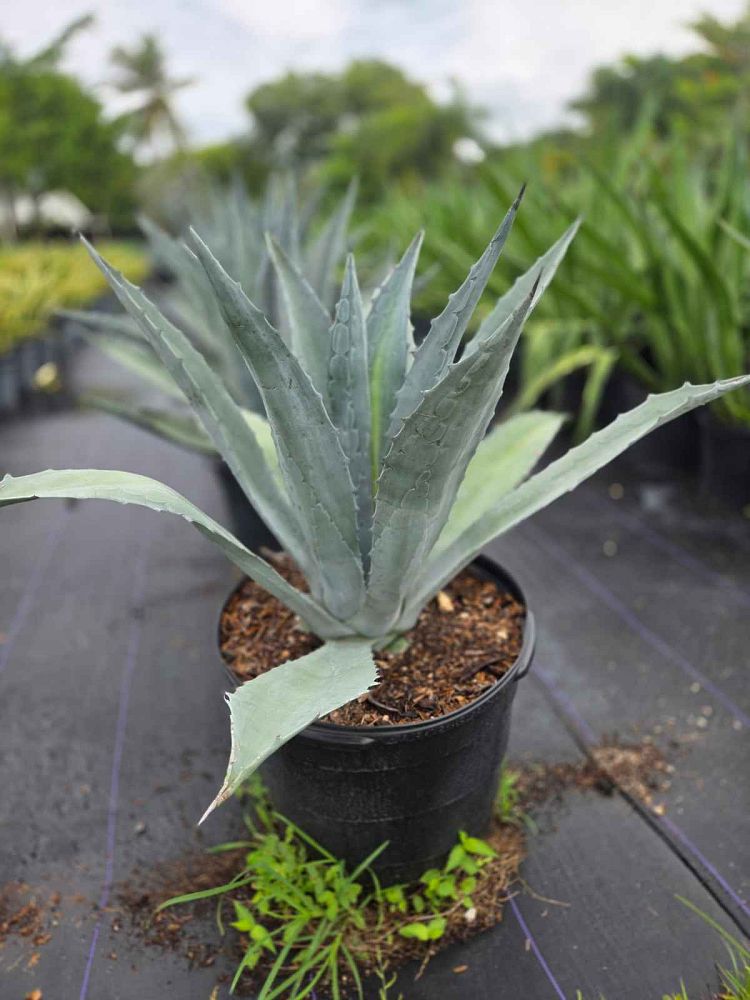 agave-americana-expansa-american-aloe-century-plant-maguey-agave
