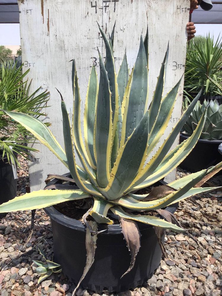 Arizona WholeSale Growers