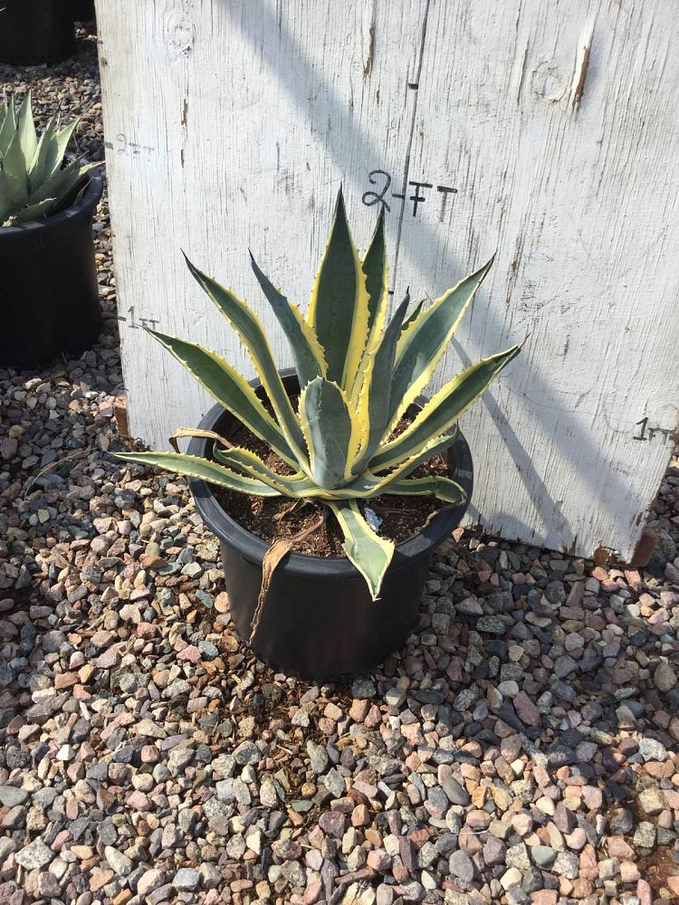 Arizona WholeSale Growers