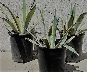 agave-americana-marginata-century-plant