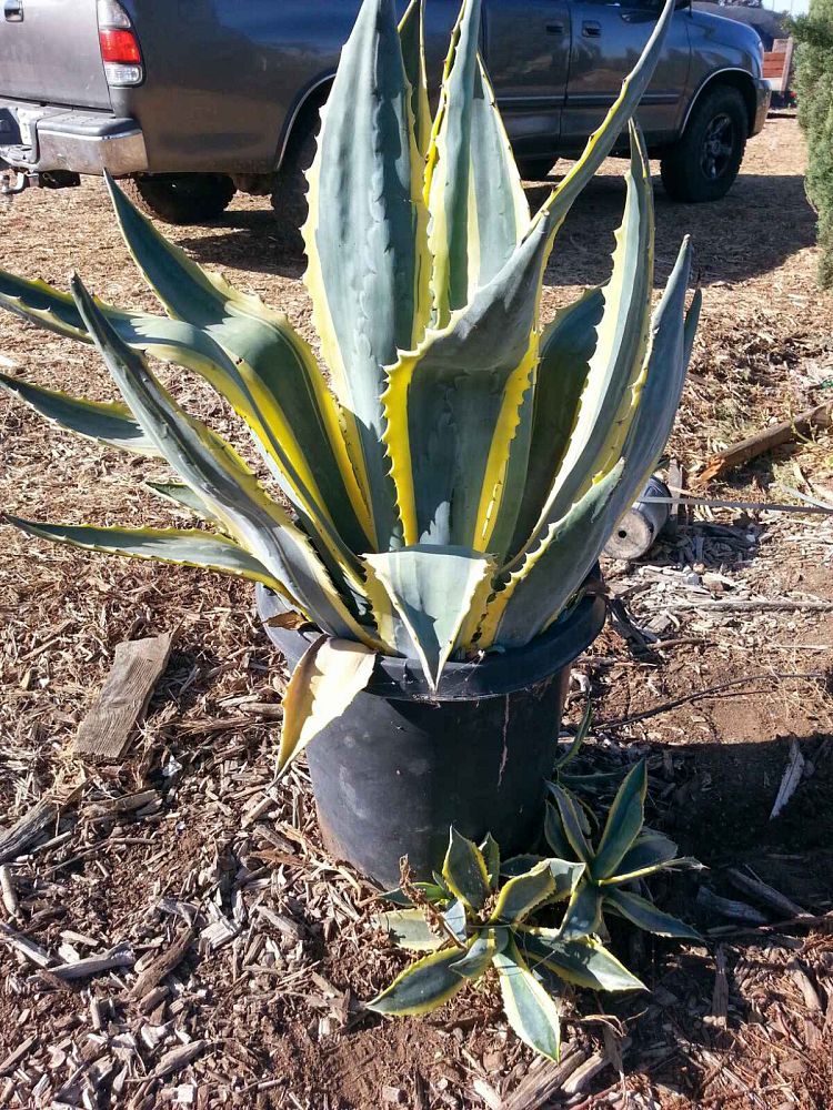 agave-americana-marginata-century-plant