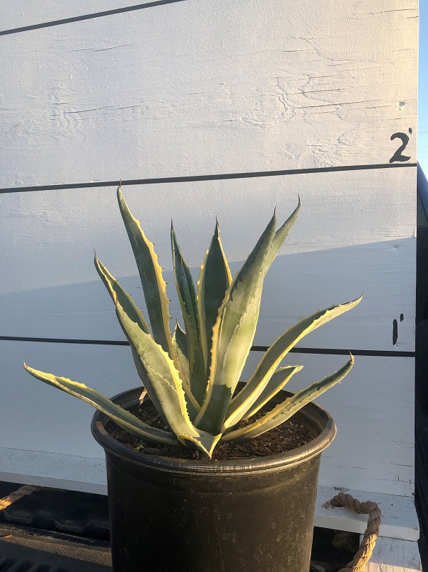 agave-americana-marginata-century-plant