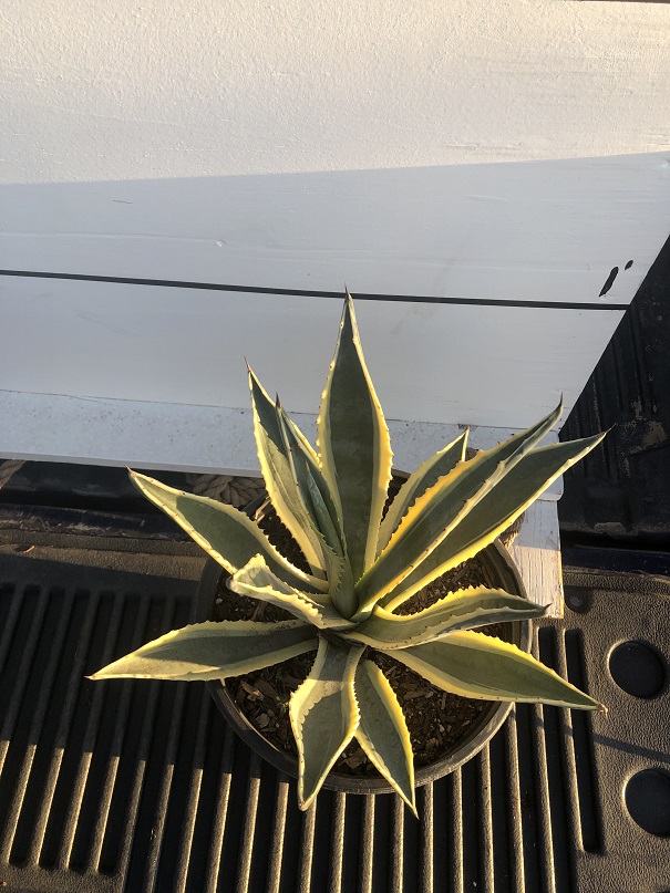 agave-americana-marginata-century-plant