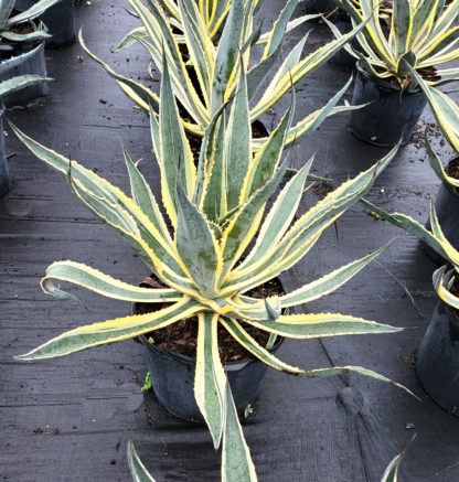 agave-americana-marginata-century-plant