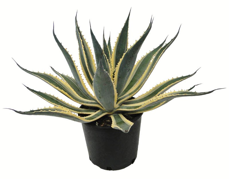 agave-americana-marginata-century-plant