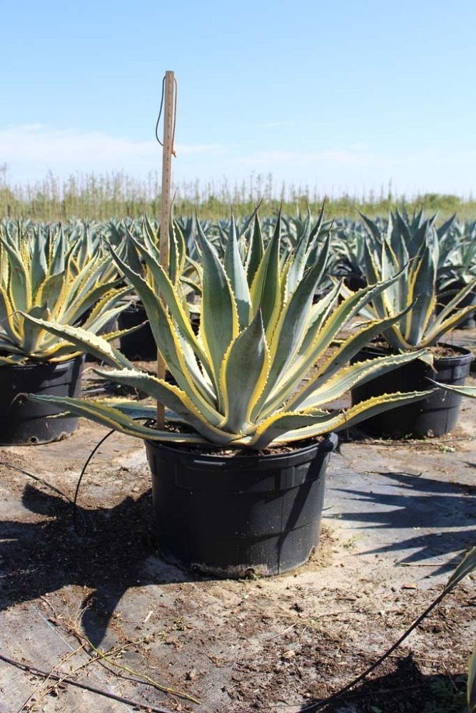 agave-americana-marginata-century-plant