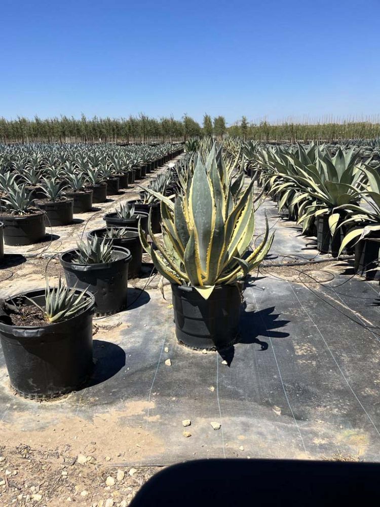 agave-americana-marginata-century-plant