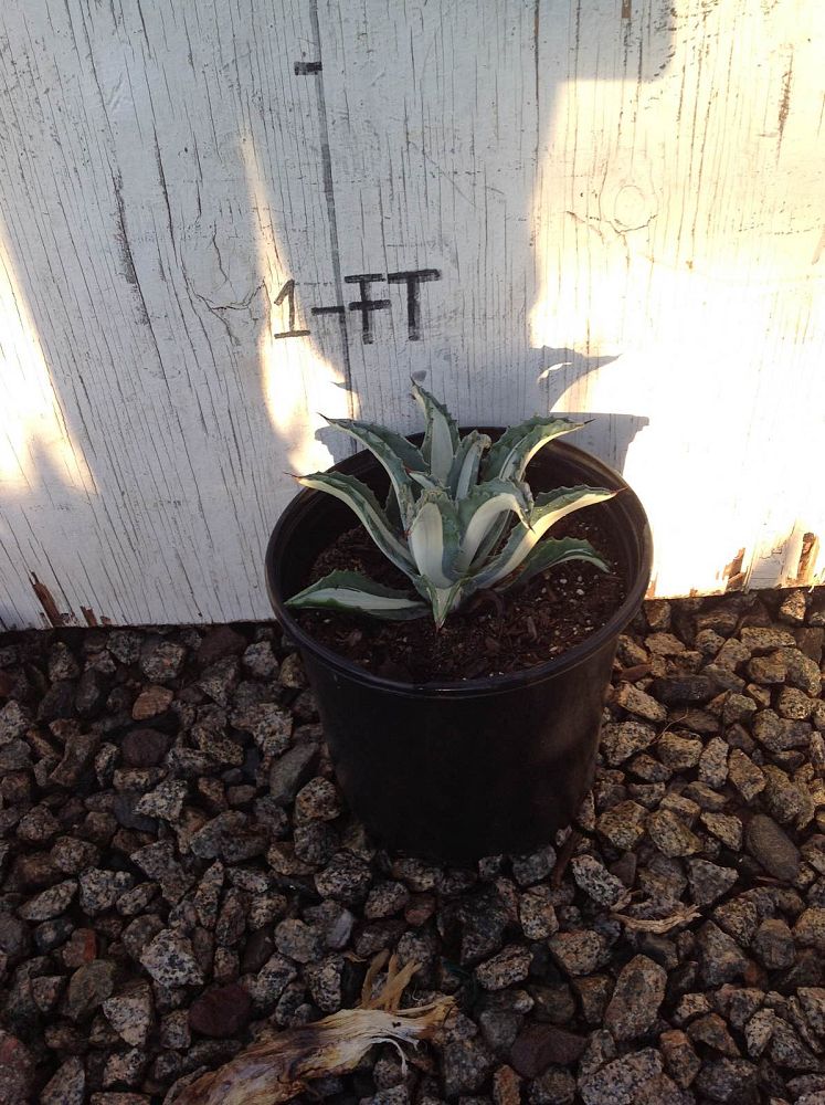 Arizona WholeSale Growers