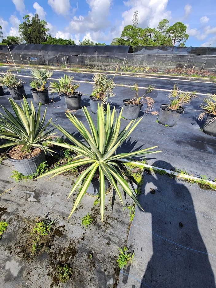 agave-americana-mediopicta-alba-century-plant-silver-blue-and-white-agave