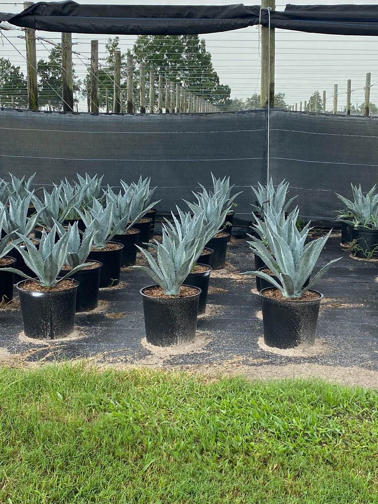 agave-americana-mediopicta-alba-century-plant-silver-blue-and-white-agave