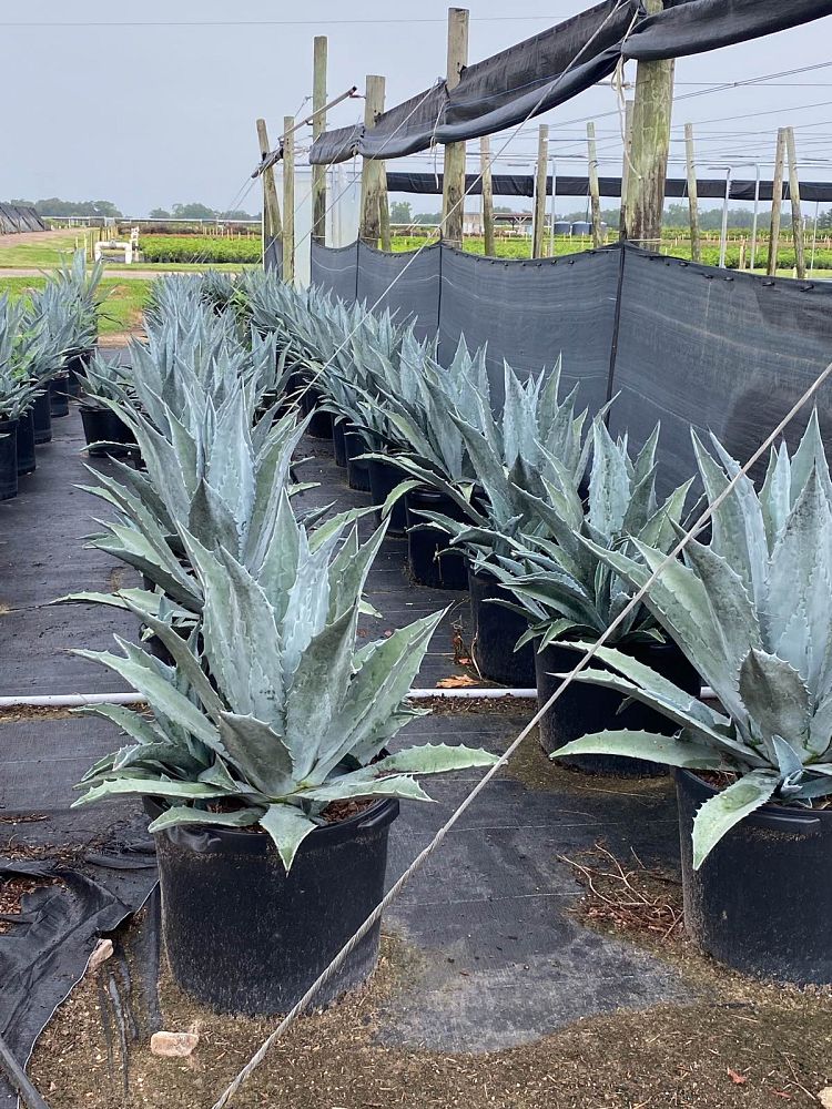 agave-americana-mediopicta-alba-century-plant-silver-blue-and-white-agave