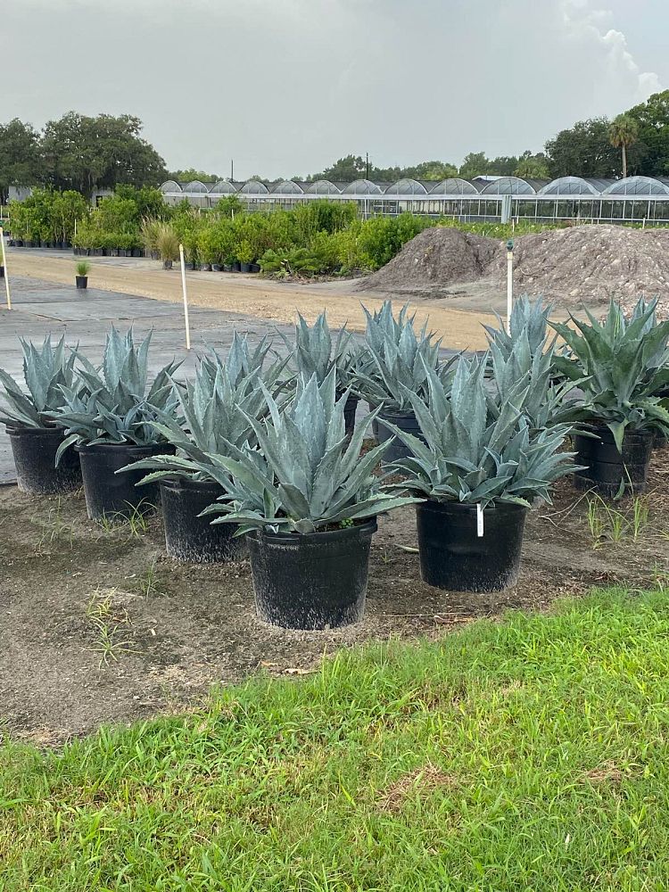 agave-americana-mediopicta-alba-century-plant-silver-blue-and-white-agave