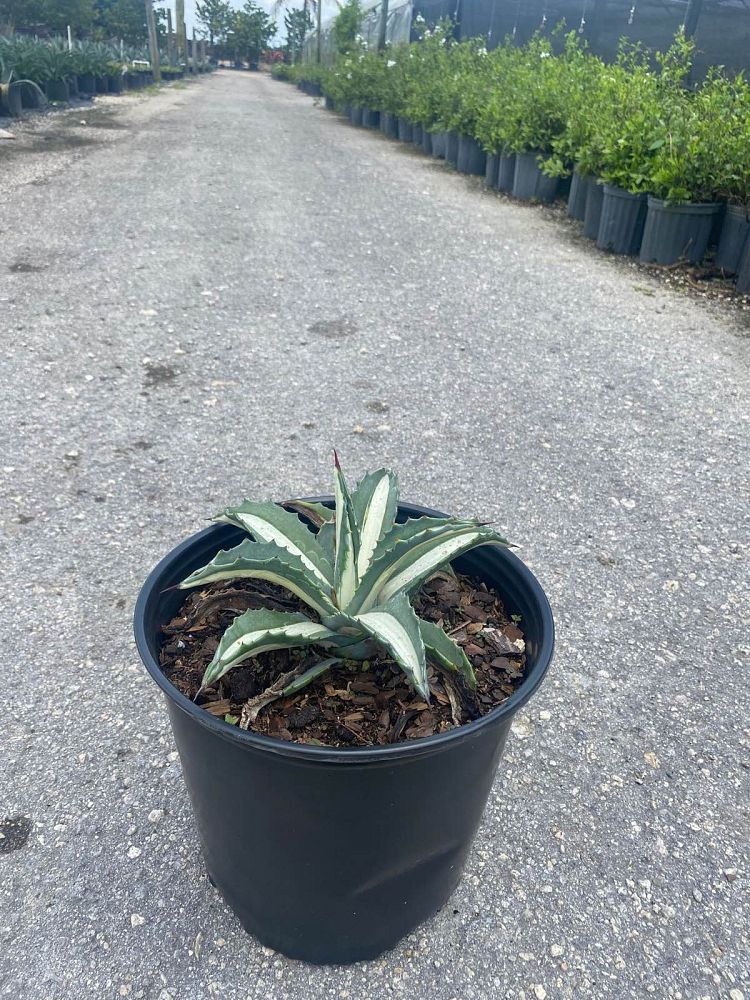 agave-americana-mediopicta-alba-century-plant-silver-blue-and-white-agave