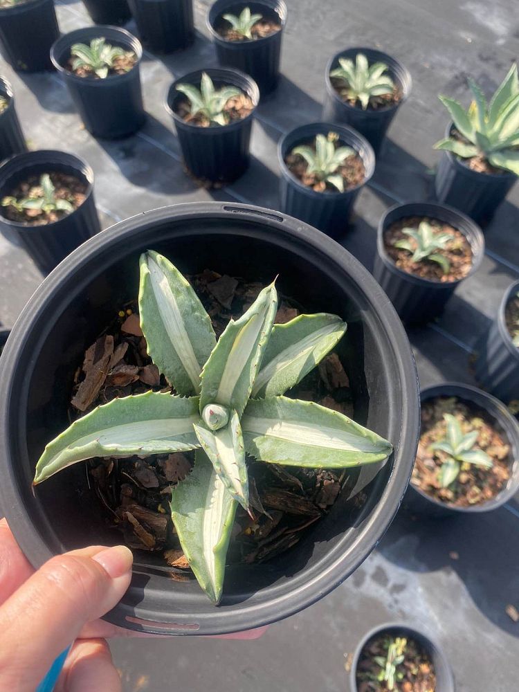 agave-americana-mediopicta-alba-century-plant-silver-blue-and-white-agave