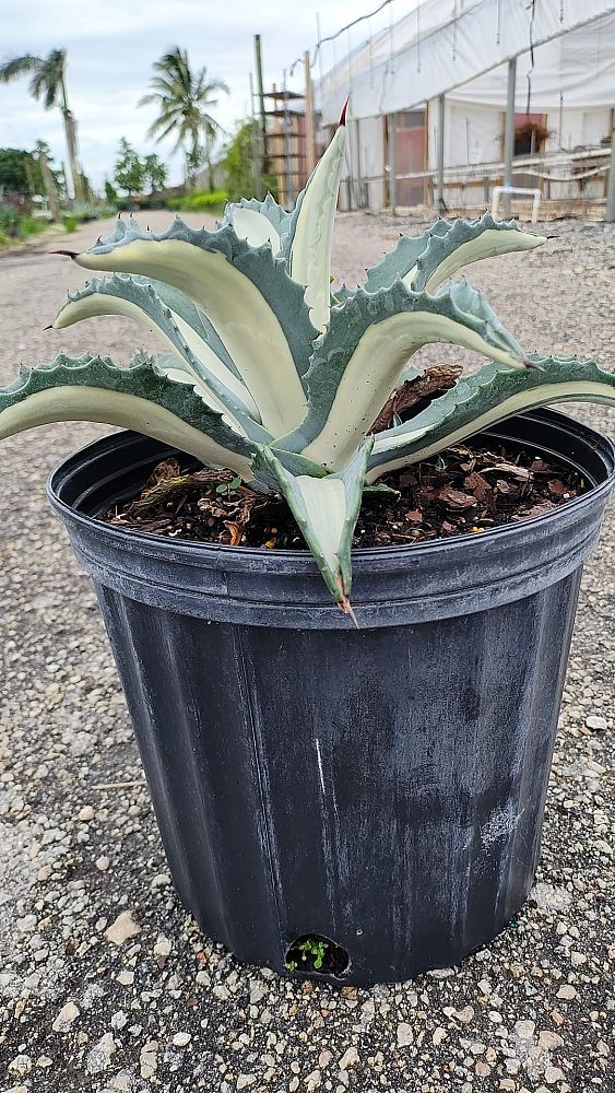 agave-americana-mediopicta-alba-century-plant-silver-blue-and-white-agave