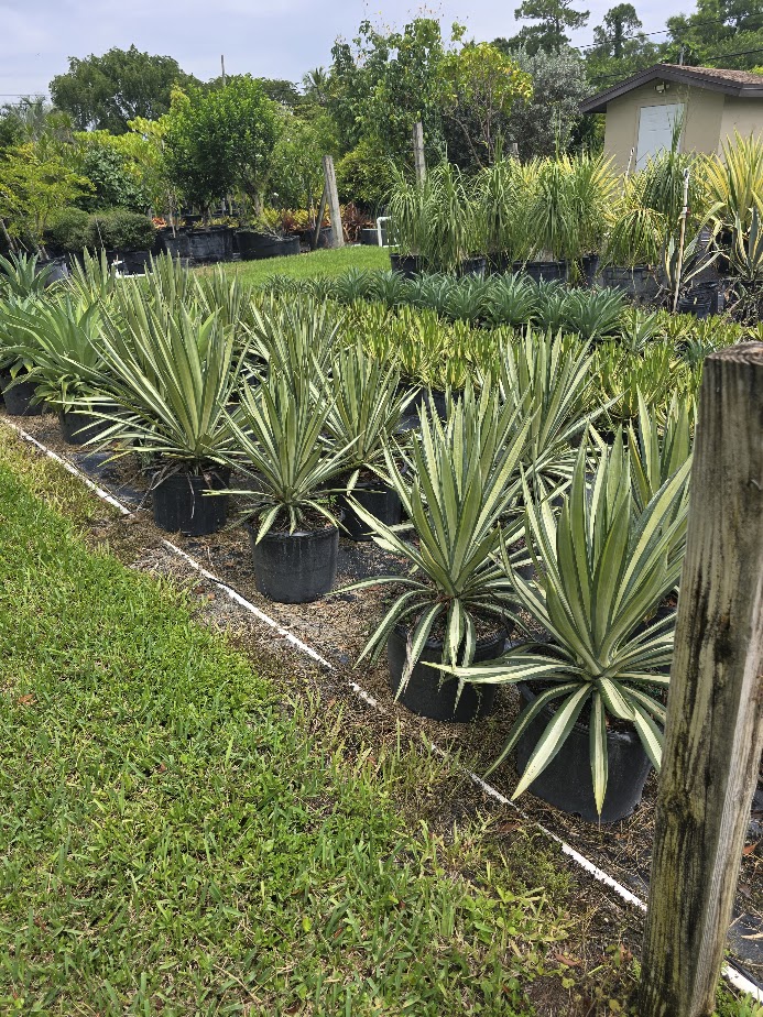 agave-americana-mediopicta-alba-century-plant-silver-blue-and-white-agave