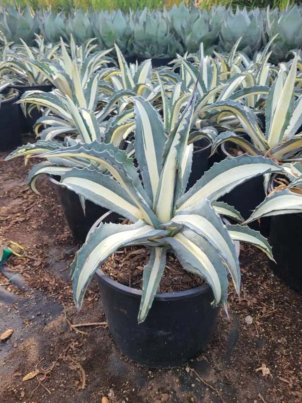 agave-americana-mediopicta-alba-century-plant-silver-blue-and-white-agave