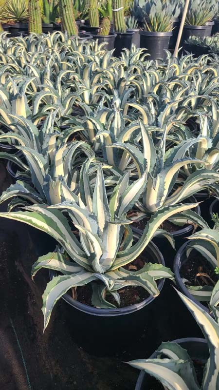 agave-americana-mediopicta-alba-century-plant-silver-blue-and-white-agave