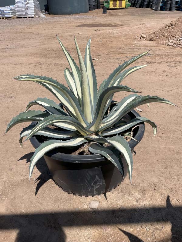 agave-americana-mediopicta-alba-century-plant-silver-blue-and-white-agave