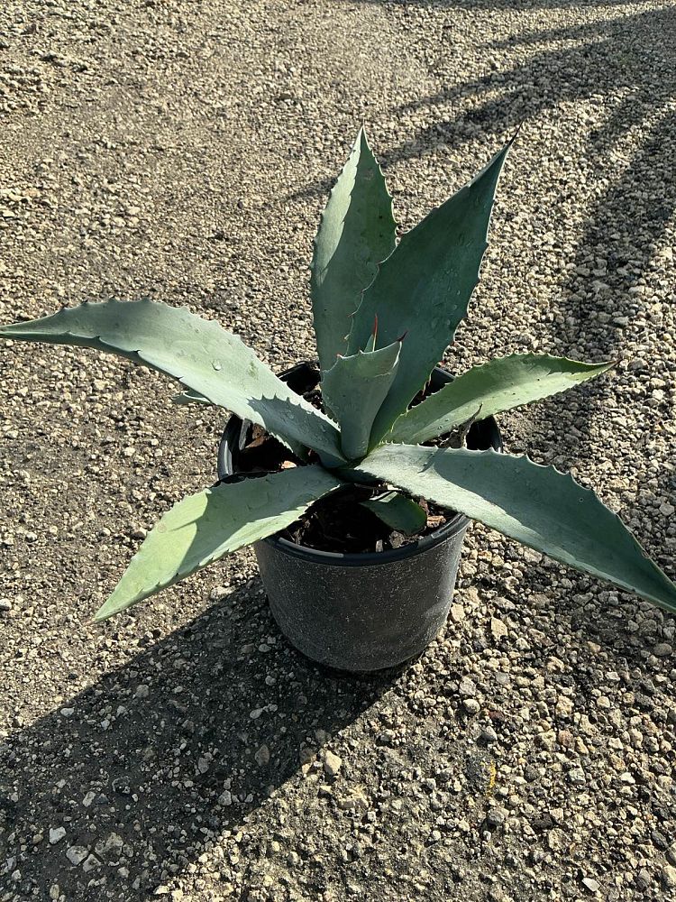 agave-americana-mediopicta-alba-century-plant-silver-blue-and-white-agave
