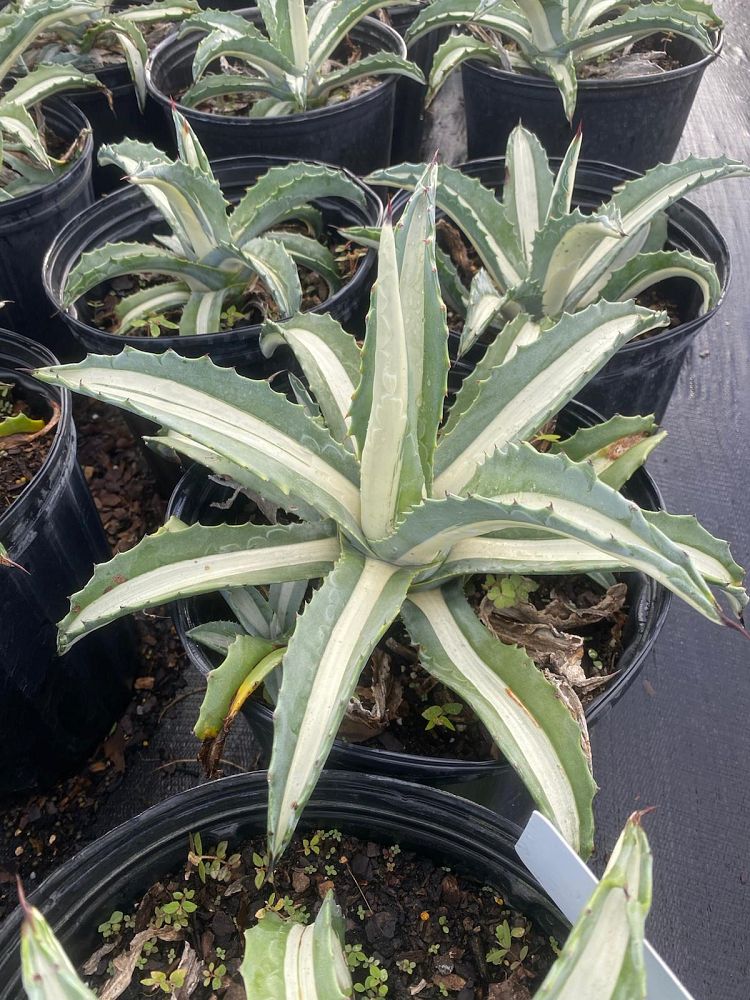agave-americana-mediopicta-alba-century-plant-silver-blue-and-white-agave