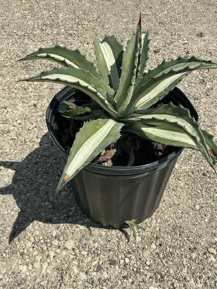 agave-americana-mediopicta-alba-century-plant-silver-blue-and-white-agave