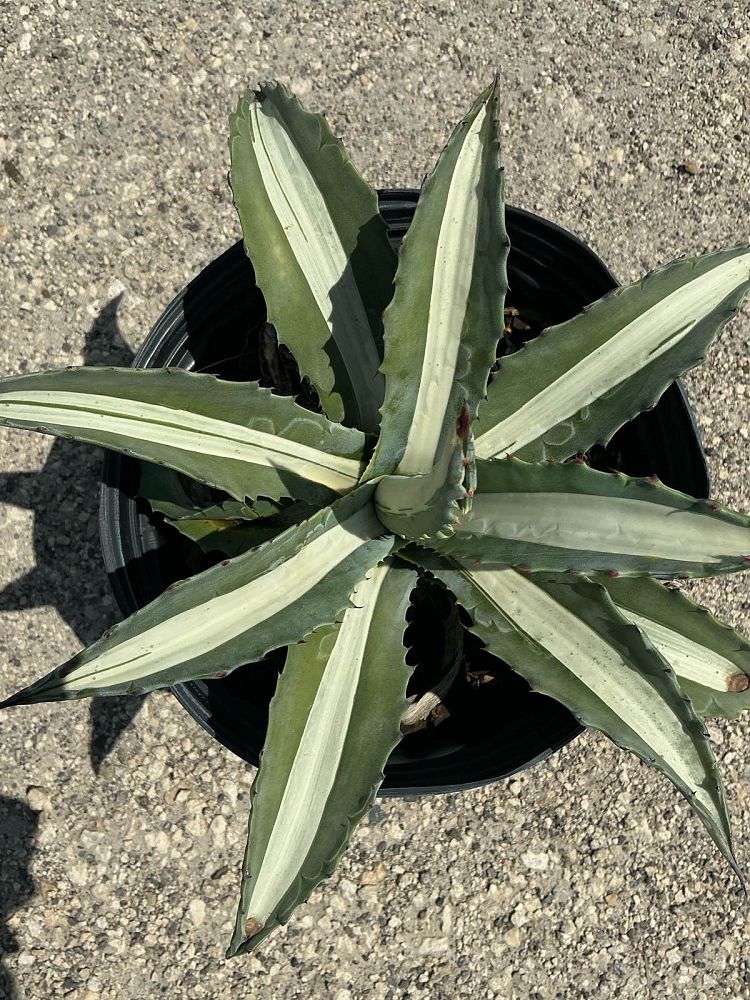 agave-americana-mediopicta-alba-century-plant-silver-blue-and-white-agave