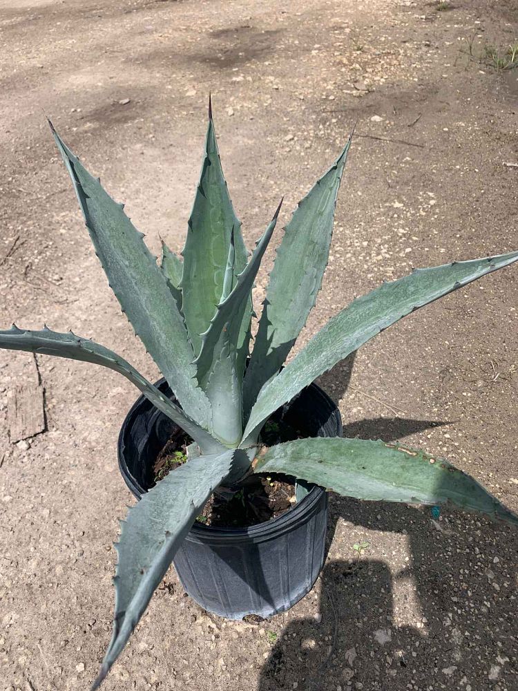 agave-americana-mediopicta-alba-century-plant-silver-blue-and-white-agave