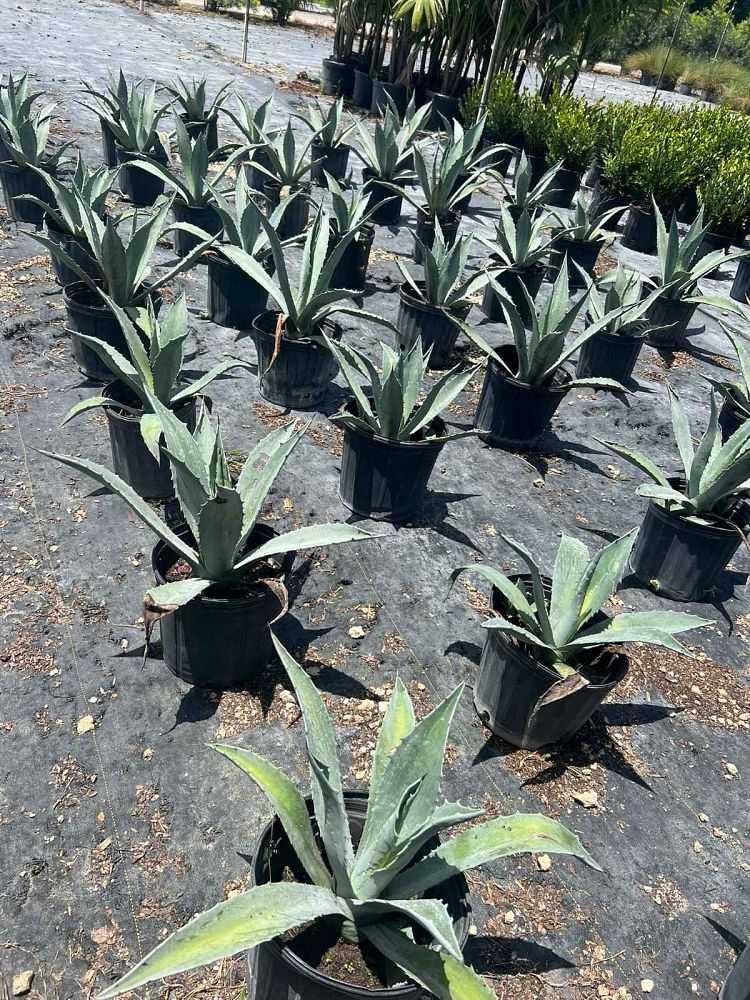 agave-americana-mediopicta-alba-century-plant-silver-blue-and-white-agave