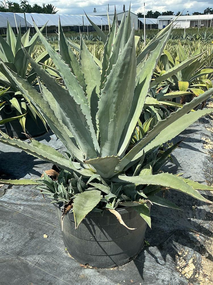 agave-americana-mediopicta-alba-century-plant-silver-blue-and-white-agave
