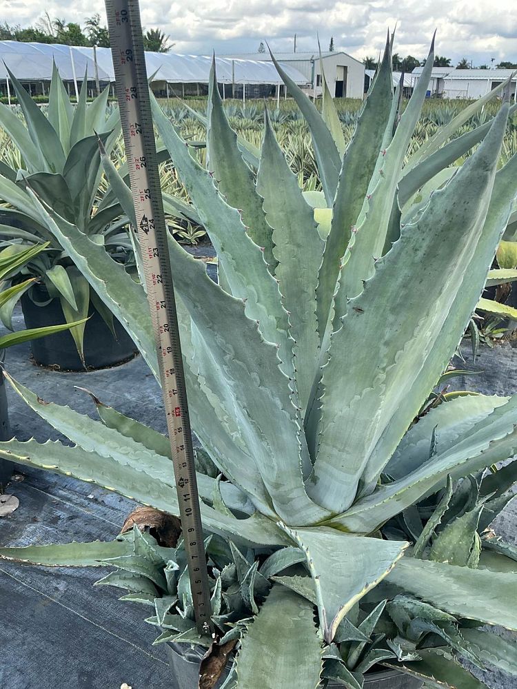 agave-americana-mediopicta-alba-century-plant-silver-blue-and-white-agave