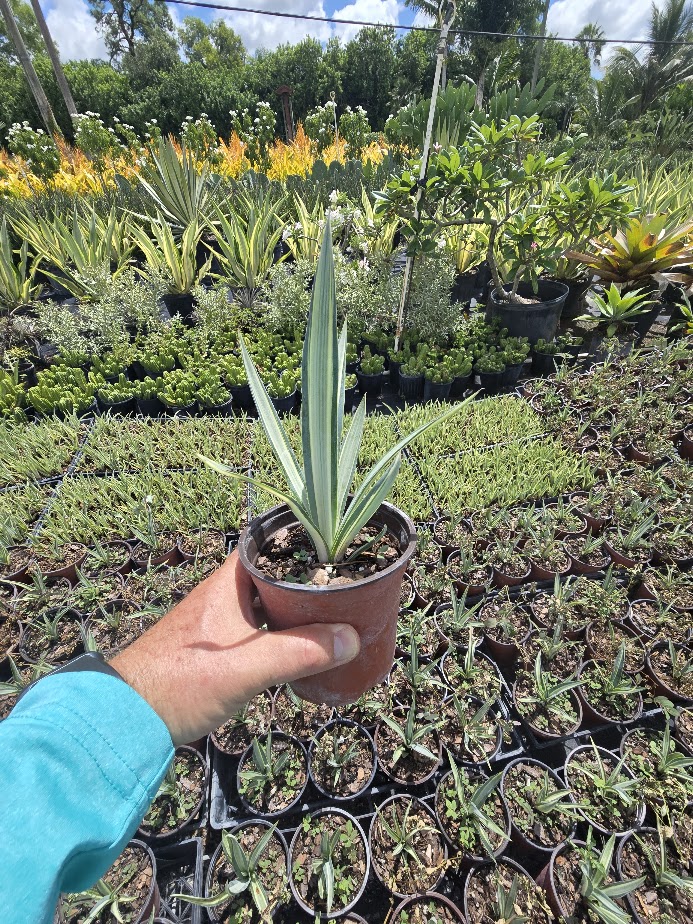 agave-americana-mediopicta-alba-century-plant-silver-blue-and-white-agave