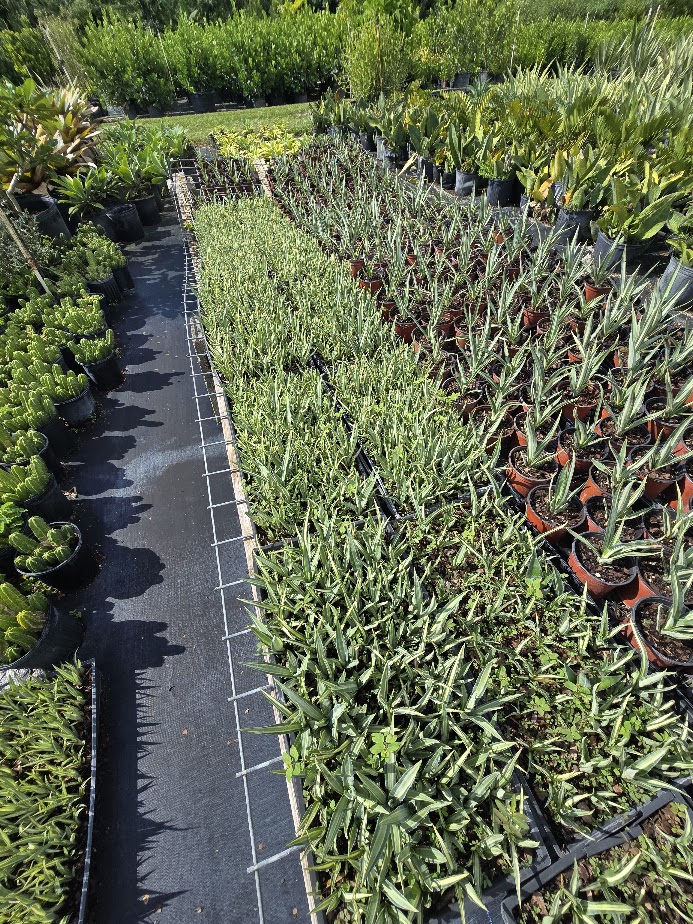 agave-americana-mediopicta-alba-century-plant-silver-blue-and-white-agave