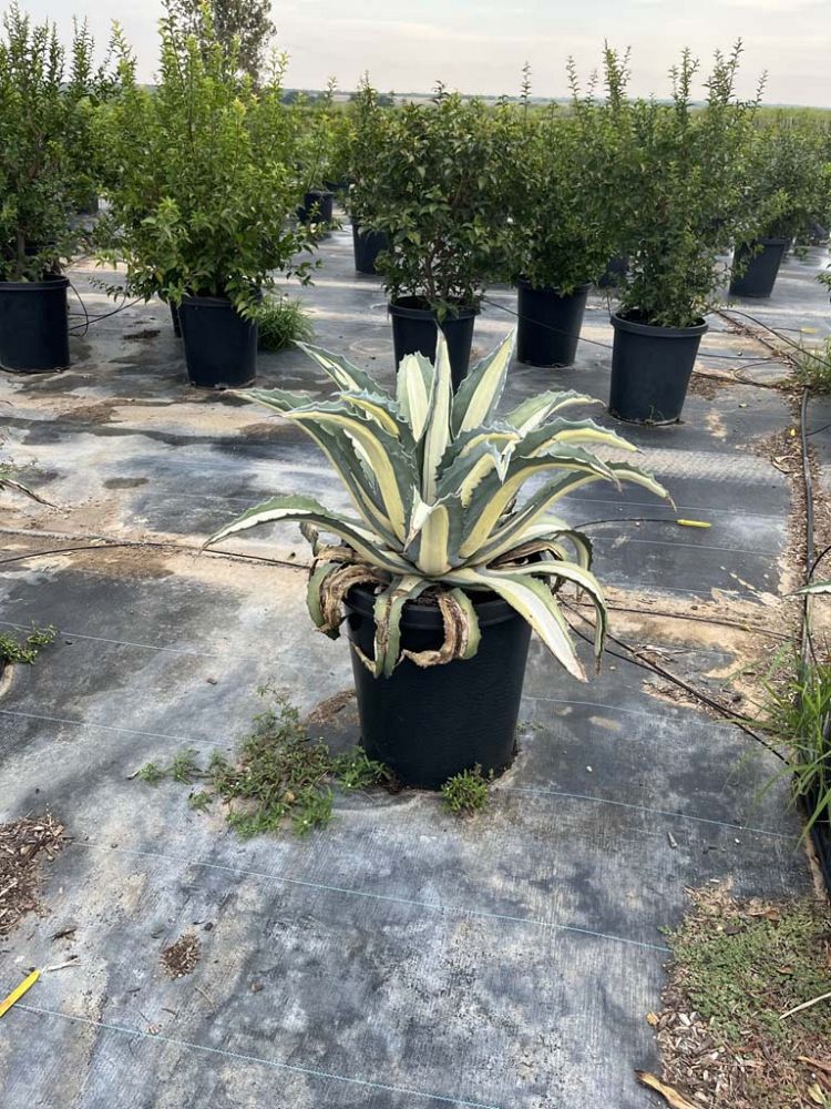 agave-americana-mediopicta-century-plant