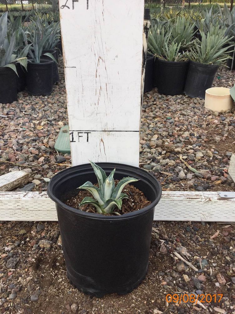 Arizona WholeSale Growers