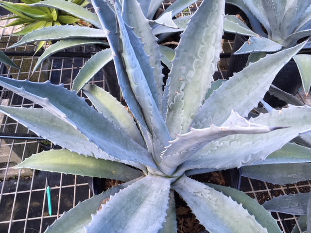 agave-americana-protoamericana-blue-steel-century-plant-blue-agave