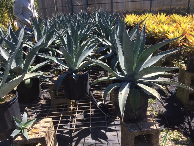 agave-americana-protoamericana-blue-steel-century-plant-blue-agave