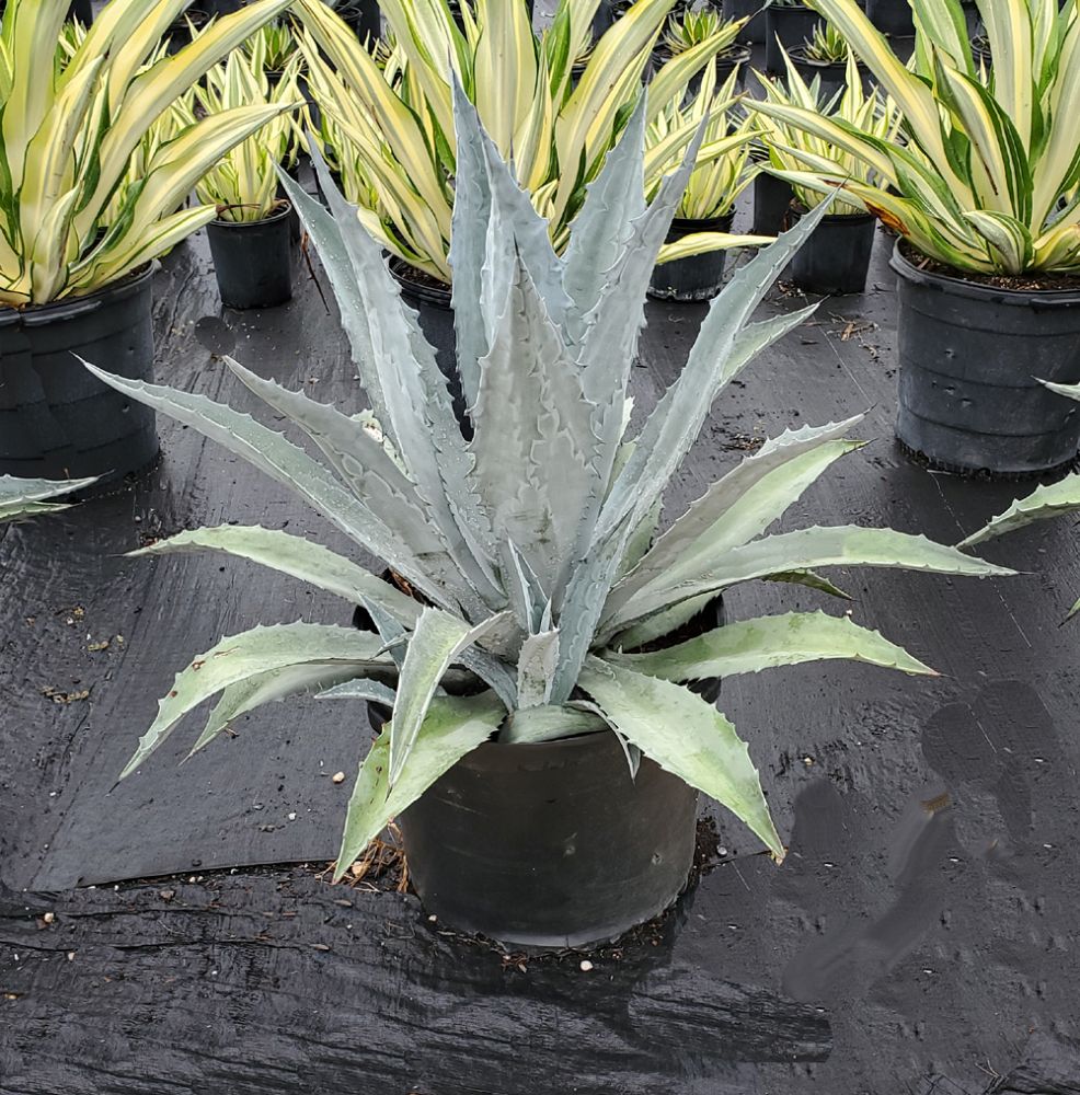 agave-americana-protoamericana-blue-steel-century-plant-blue-agave