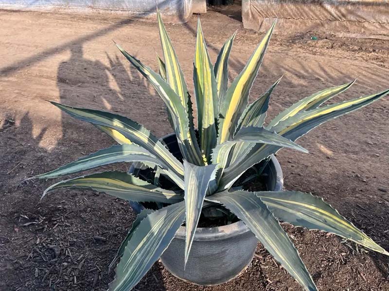 agave-americana-striata-american-aloe-century-plant-maguey-agave