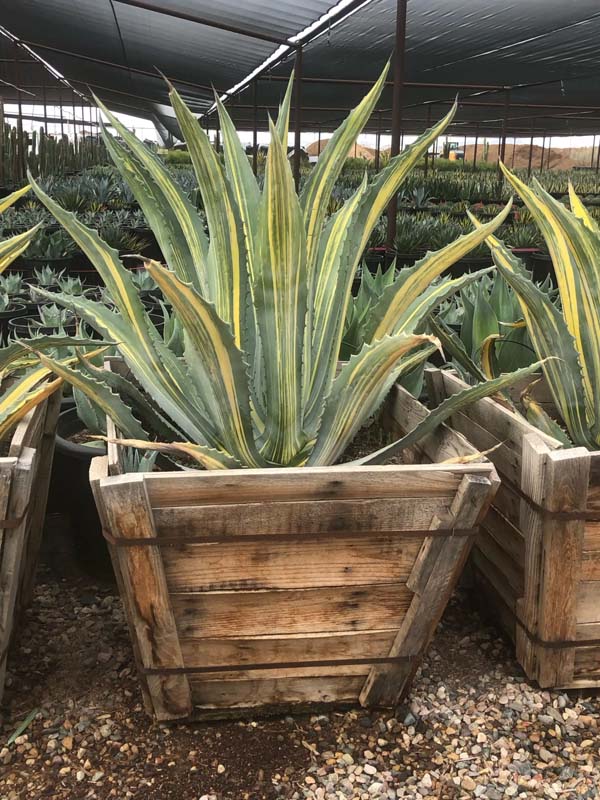 agave-americana-striata-american-aloe-century-plant-maguey-agave