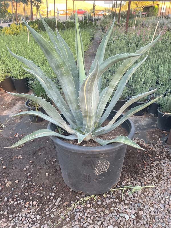 agave-americana-striata-american-aloe-century-plant-maguey-agave