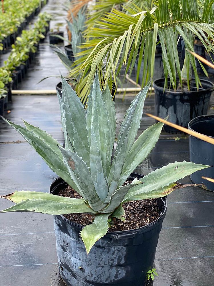 agave-americana-super-blue-century-plant